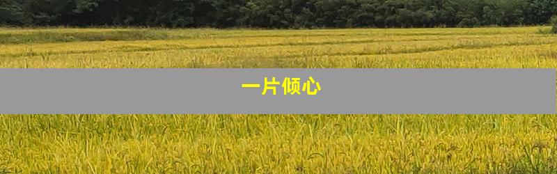 一片倾心