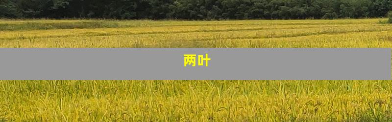 两叶