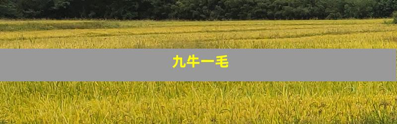九牛一毛