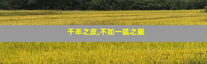 千羊之皮,不如一狐之腋