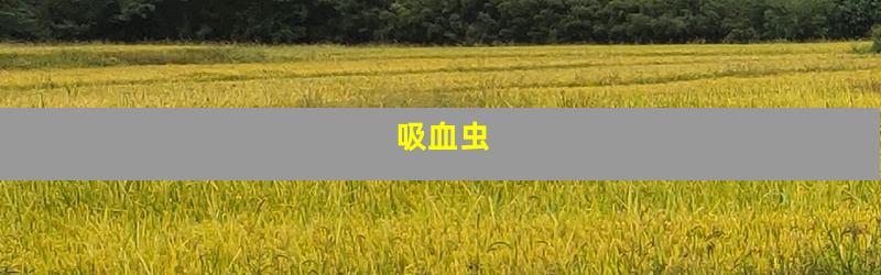 吸血虫