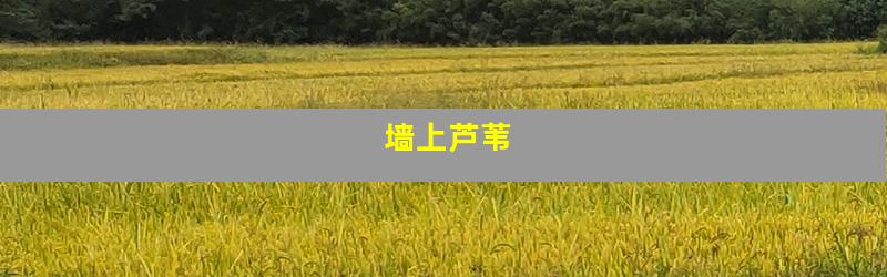 墙上芦苇