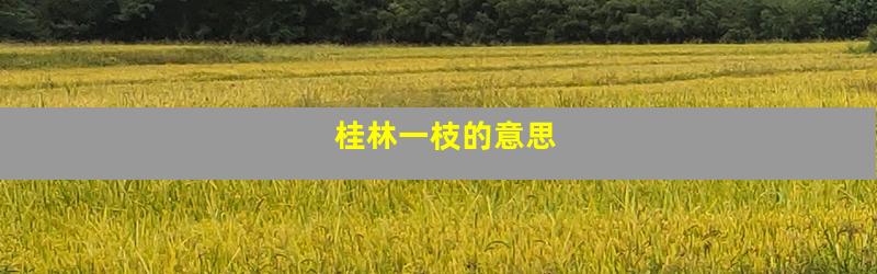 桂林一枝的意思