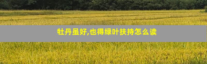 牡丹虽好,也得绿叶扶持怎么读