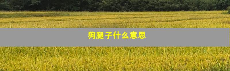 狗腿子什么意思