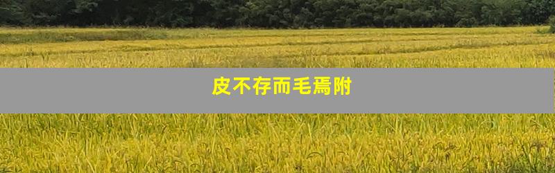 皮不存而毛焉附