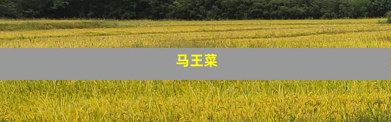 马王菜