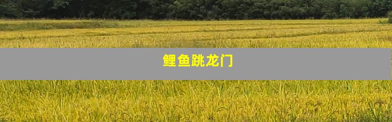 鲤鱼跳龙门